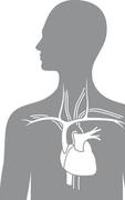 Product Picture for Cardiovascular